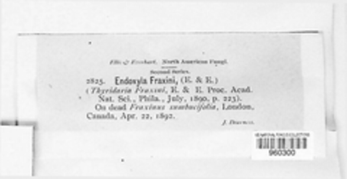 Cryptosphaeria eunomia image